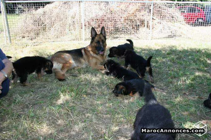 Chiots berger allemand - الدار البيضاء