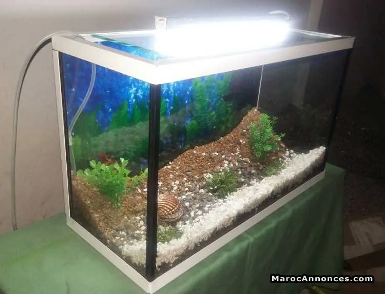 Aquarium et ses accessoires - الدار البيضاء (2)
