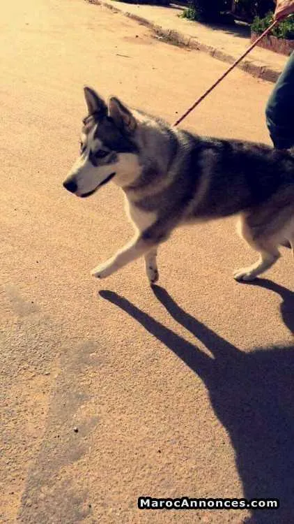 Husky à vendre - الدار البيضاء (2)