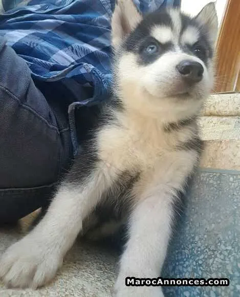 Husky à vendre - الدار البيضاء