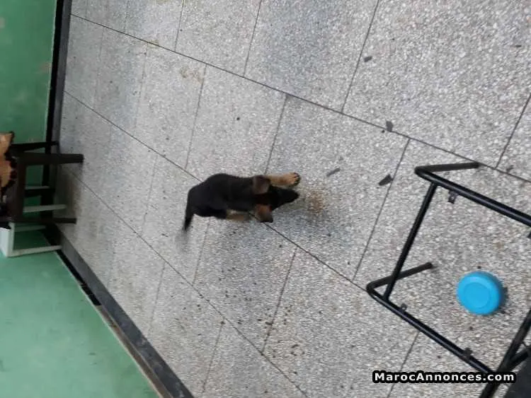 Chiots berger allemand - الدار البيضاء