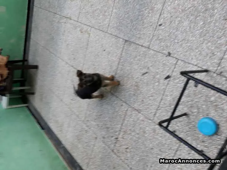 Chiots berger allemand - الدار البيضاء (3)