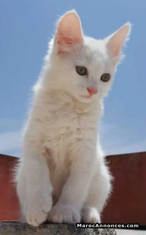 Chatte blanche agée de 2 mois - الدار البيضاء (3)