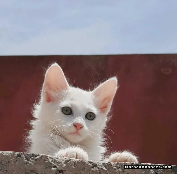 Chatte blanche agée de 2 mois - الدار البيضاء