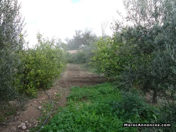 Huile d'olive - الدار البيضاء (3)