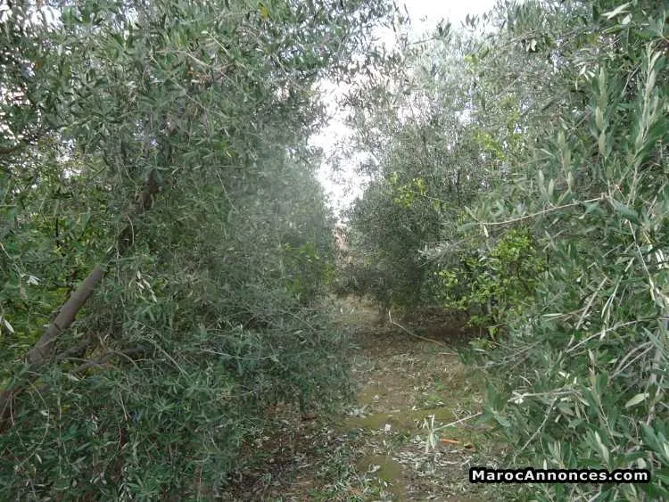 Huile d'olive - الدار البيضاء (2)