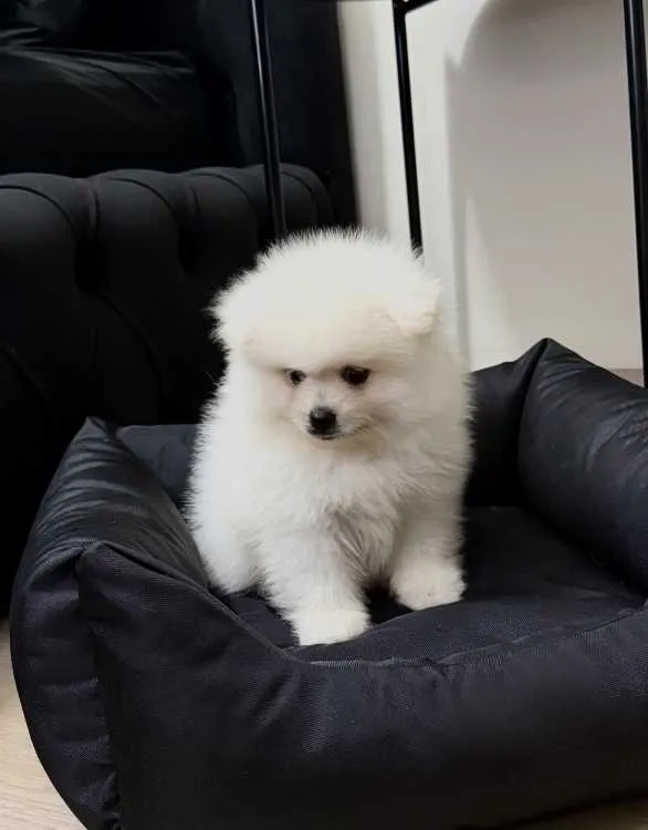 Pomeranian de 3 mois à vendre - الجديدة (2)