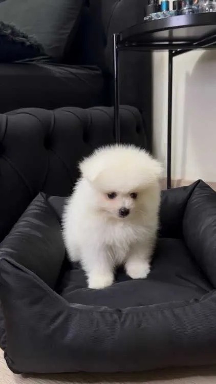 Pomeranian de 3 mois à vendre - الجديدة (3)