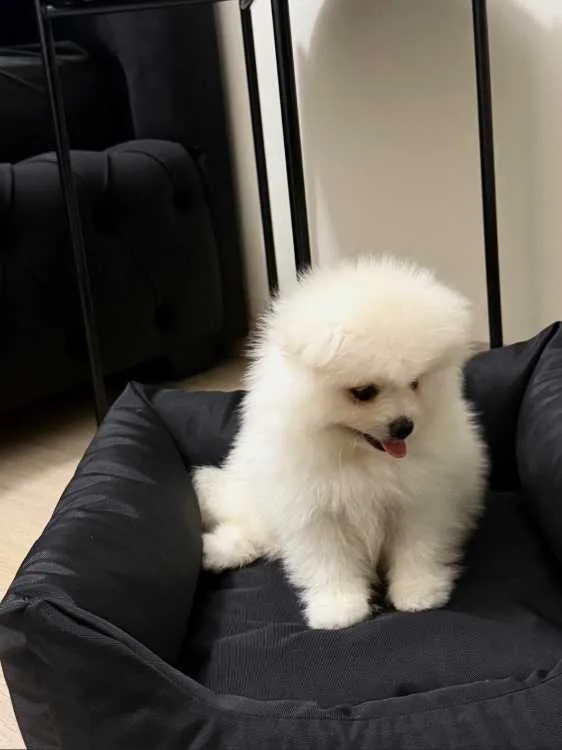 Pomeranian de 3 mois à vendre - الجديدة