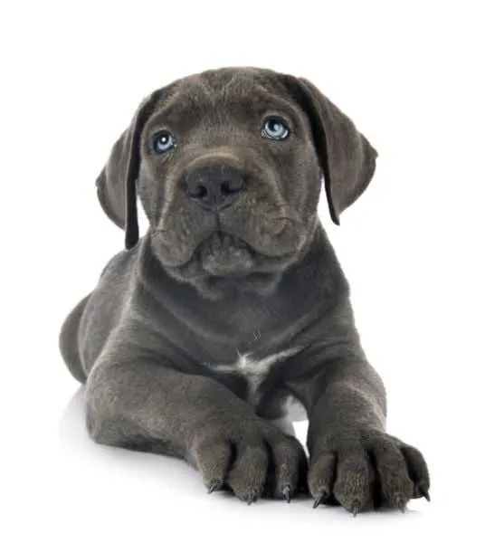 Superbe chiot cane corso mâle gris / yeux bleus - الدار البيضاء