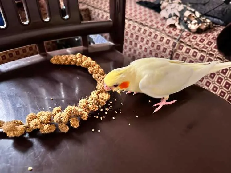 Oiseau cockatiel bien drisé avec cage dyalo neuf - الدار البيضاء (2)