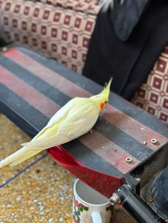 Oiseau cockatiel bien drisé avec cage dyalo neuf - الدار البيضاء