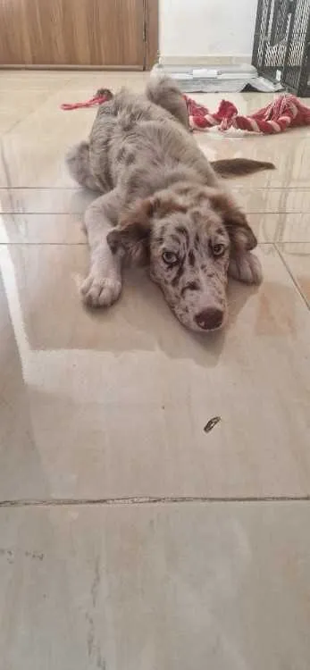 Border collie - المحمدية
