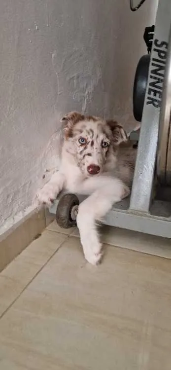 Border collie - المحمدية (3)