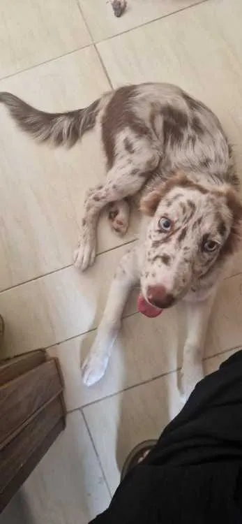 Border collie - المحمدية (2)