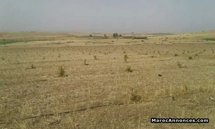 Lot de terrain de 5h a vendre avec un prix de rêve - الدار البيضاء (2)