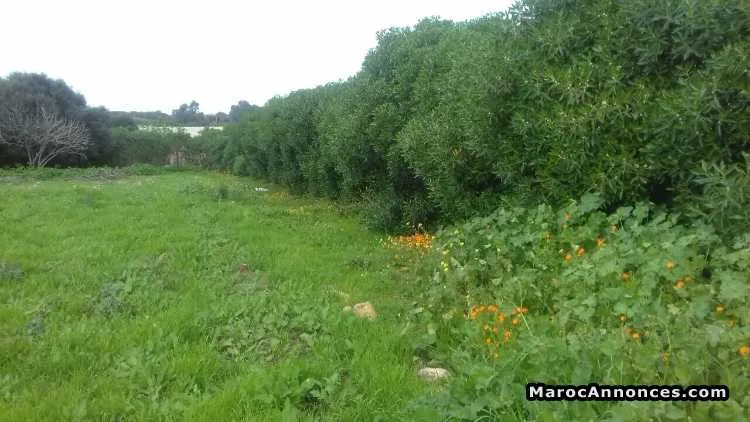 Terrain titré 2424m2 - الدار البيضاء