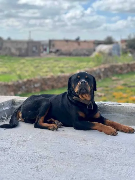 Chiots rottweiler - الدار البيضاء (2)