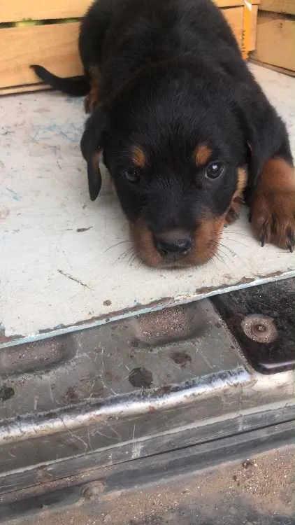Chiots rottweiler - الدار البيضاء
