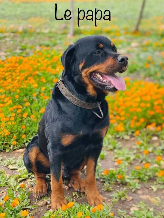 Chiots rottweiler - الدار البيضاء (3)