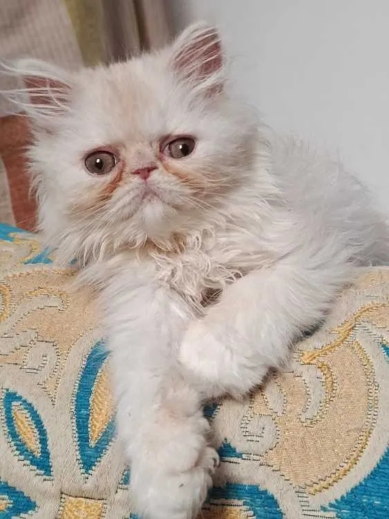 Chat persan race pur - الدار البيضاء