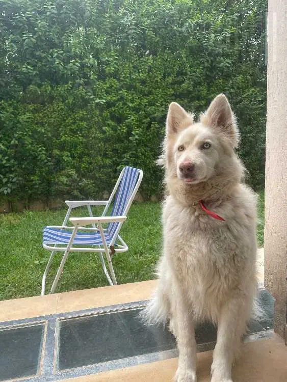 Husky blanc - فاس (2)