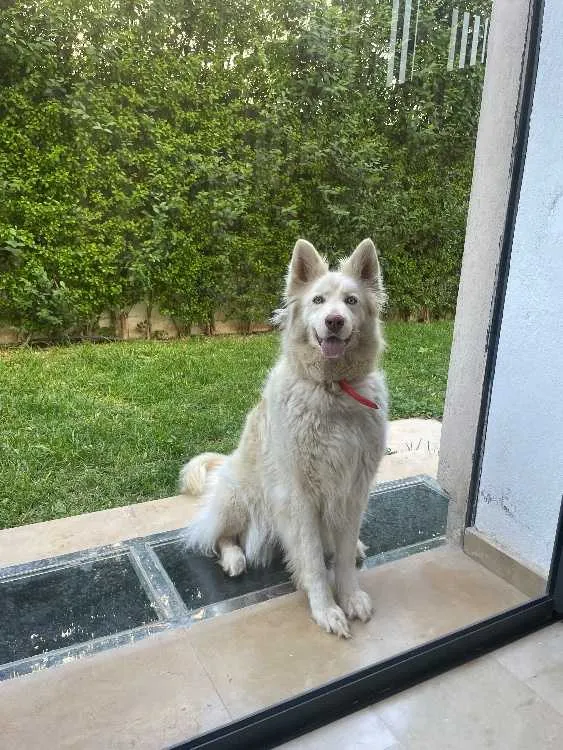 Husky blanc - فاس
