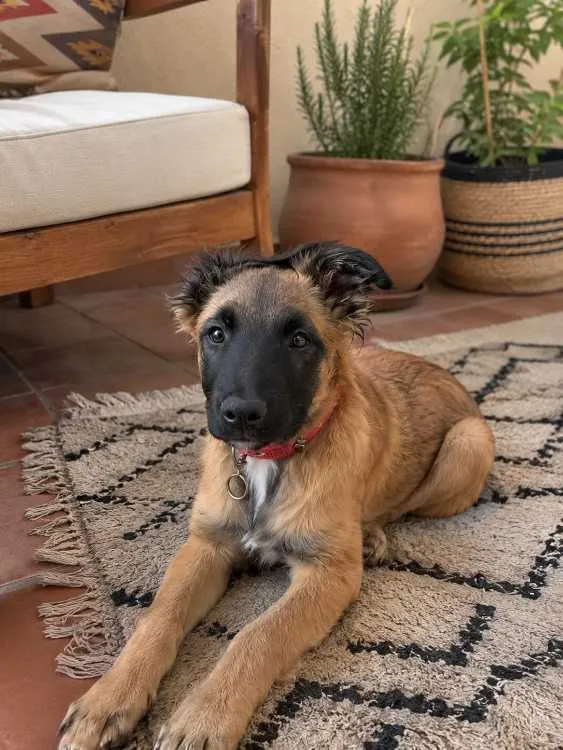 Chiens de garde à donner - بوسكورة (2)