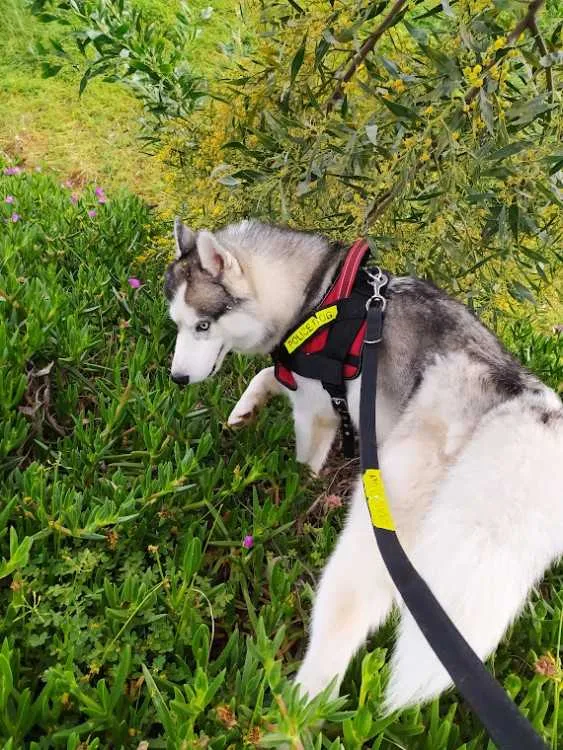 Husky sibérien pure race- À vendre - الدار البيضاء