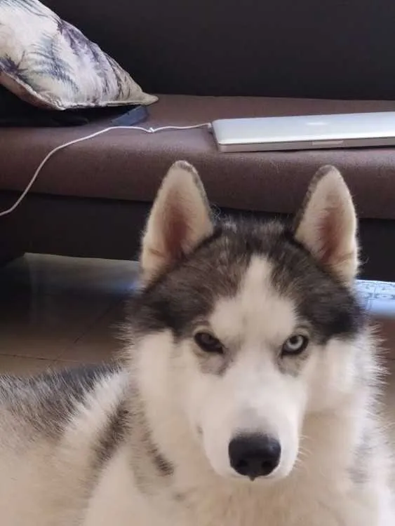 Husky sibérien pure race- À vendre - الدار البيضاء (3)