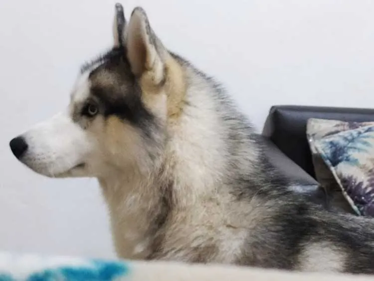Husky sibérien pure race- À vendre - الدار البيضاء (2)