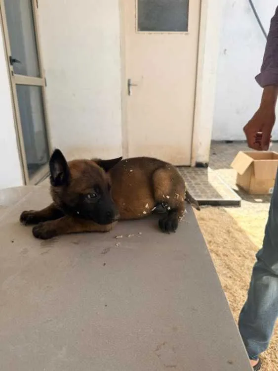 Bergers belges chiens malinois charbonnés à vendre - الدار البيضاء (2)