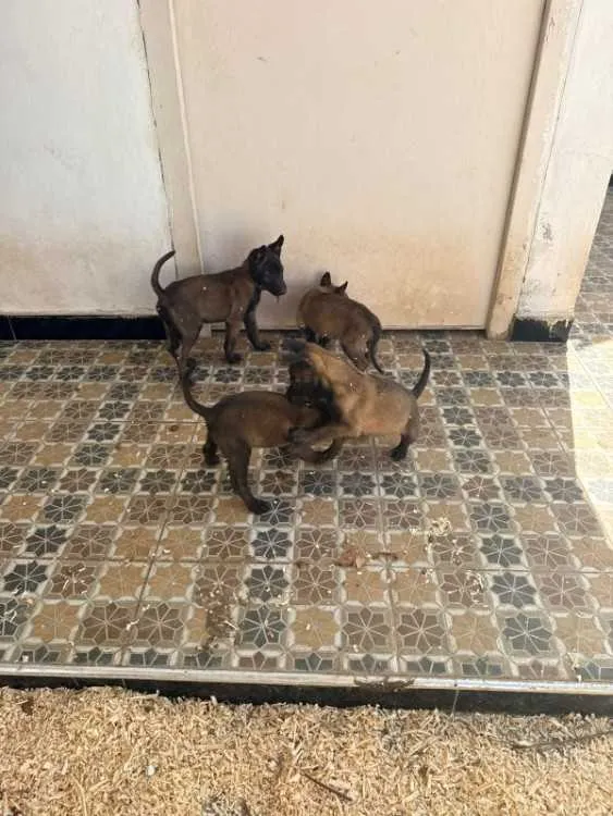 Bergers belges chiens malinois charbonnés à vendre - الدار البيضاء (3)