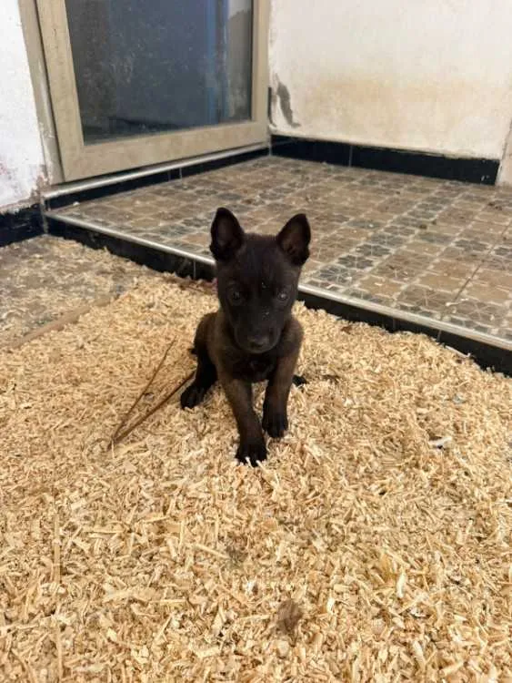Bergers belges chiens malinois charbonnés à vendre - الدار البيضاء