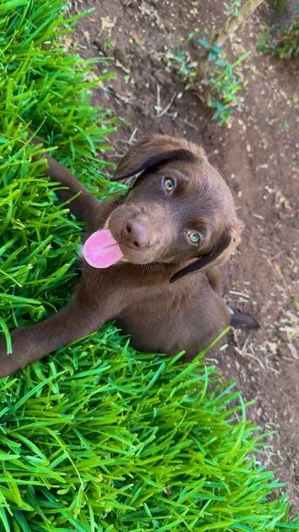 Chien labrador - بوسكورة (2)