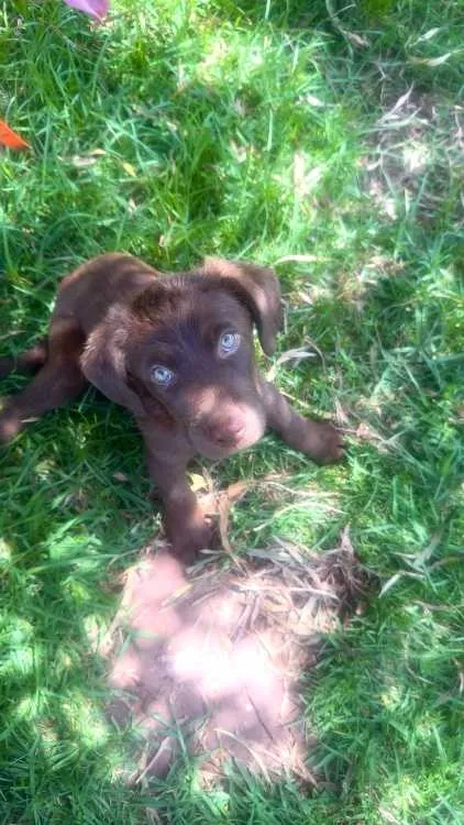 Chien labrador - بوسكورة (3)