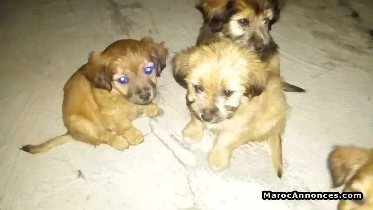 Caniche bichon - الدار البيضاء (2)