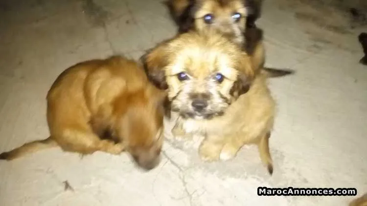 Caniche bichon - الدار البيضاء