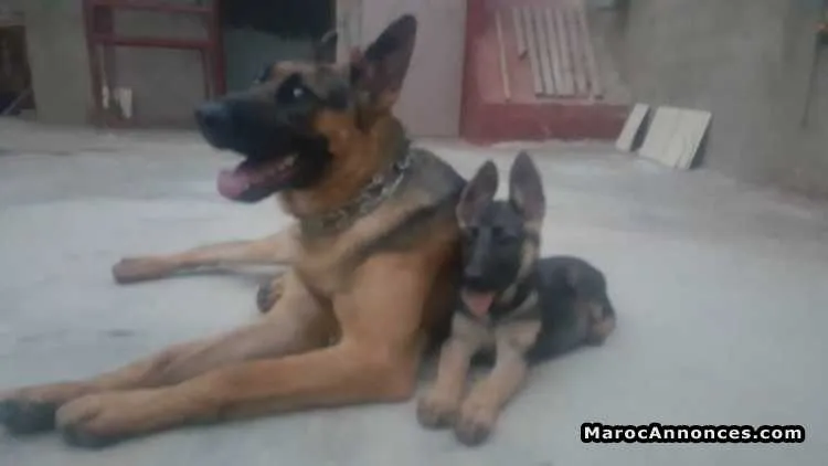 Chiot berger allmand - الدار البيضاء