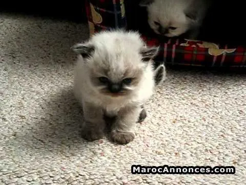 Chaton himalayen seal point - الدار البيضاء (2)