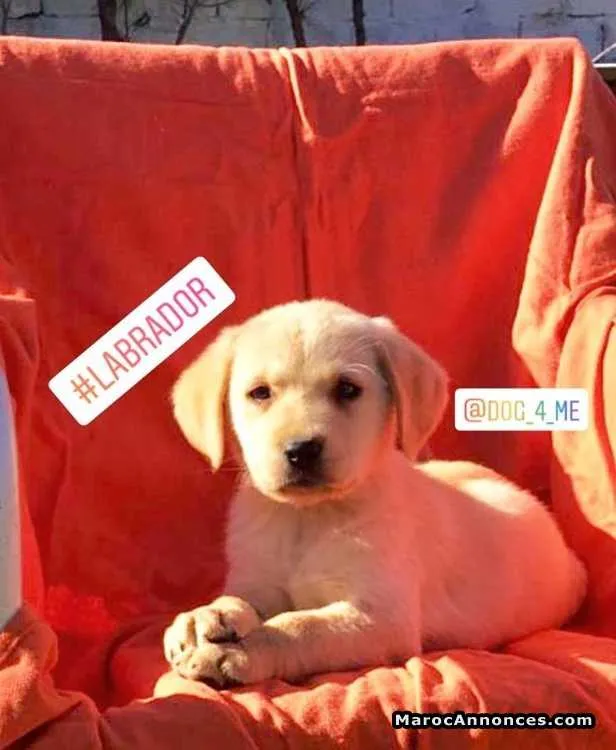 Femelle chiot labrador - الدار البيضاء