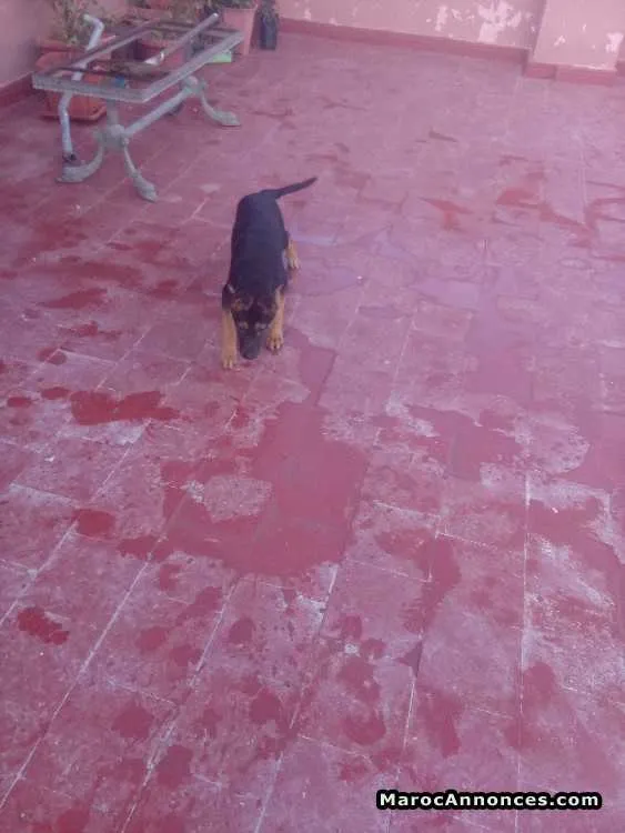 Chiots berger allemand - الدار البيضاء