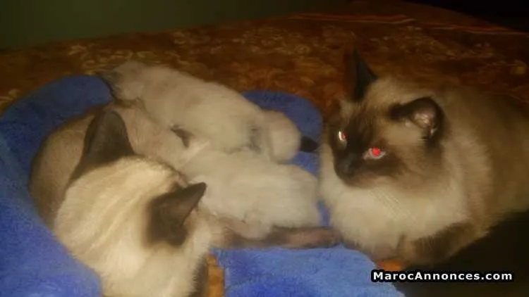 Chatons siamois - الدار البيضاء (3)