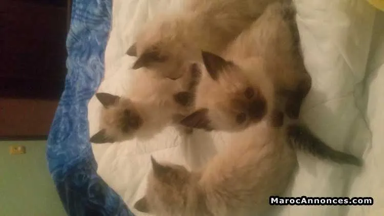 Chatons siamois - الدار البيضاء (2)