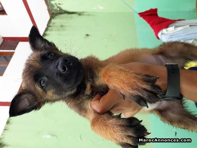 Chiots malinois femelle - الدار البيضاء