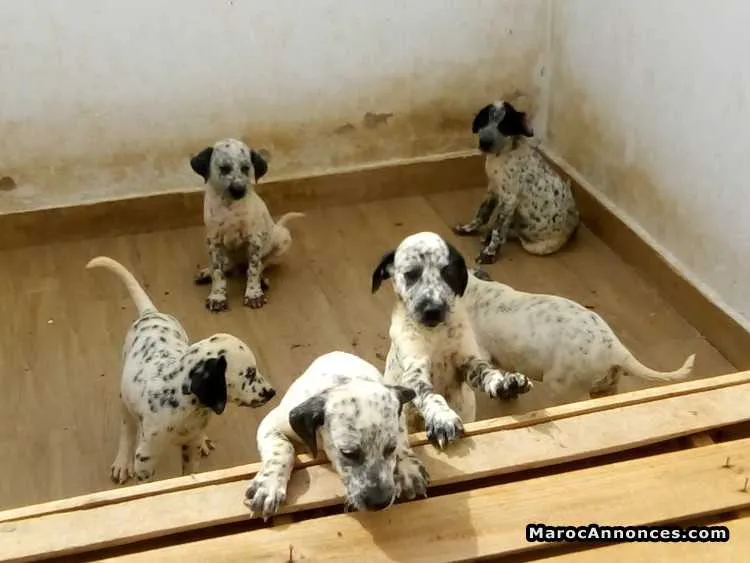 Vente chiots dalmatiens - الدار البيضاء (2)