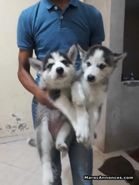 Chien husky - الدار البيضاء