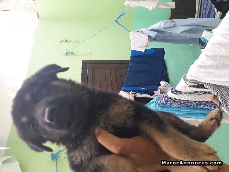 Chiots berger allemand - الدار البيضاء