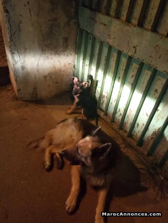 Chiots berger allemand - الدار البيضاء (3)