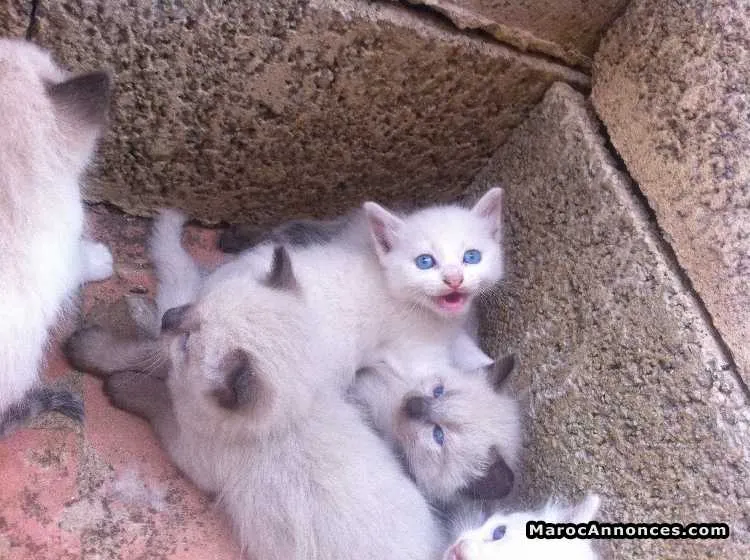 Chaton himalayen et sacrées de birmanie - الدار البيضاء